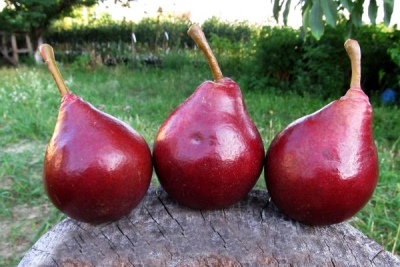 Gruszka Starkrimson
