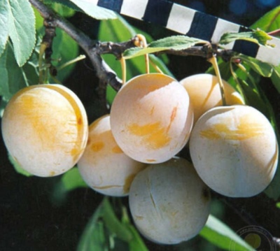 Śliwkowy świetlik