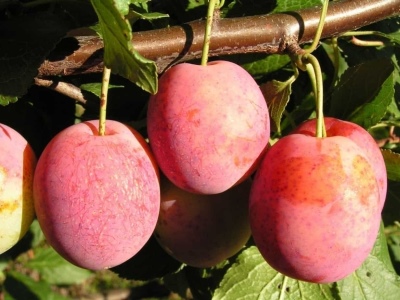 Śliwkowa Wiktoria (Królowa Wiktoria)