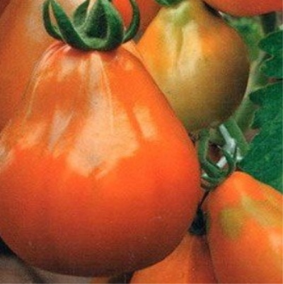 Pomidorowa japońska trufla pomarańczowa