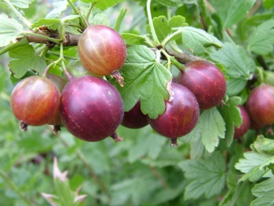 Rocznica agrestu