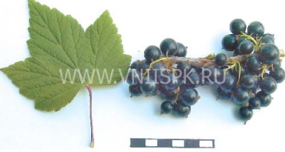 Porzeczkowa Zagadka
