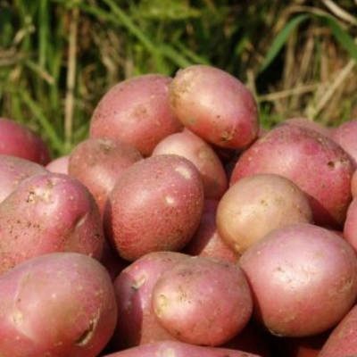 Ziemniaki Alladyna