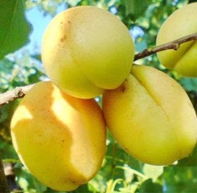 Ananas morelowy