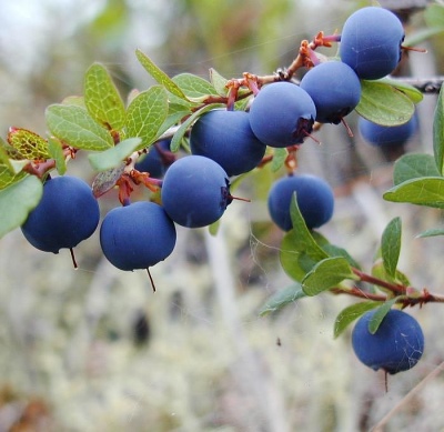 Bluetta jagodowa