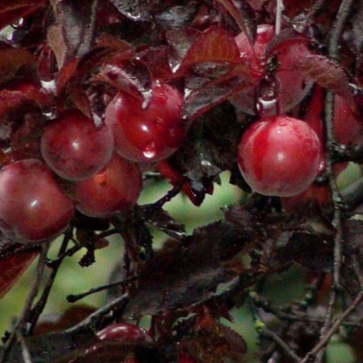 Brzoskwiniowy Burgund