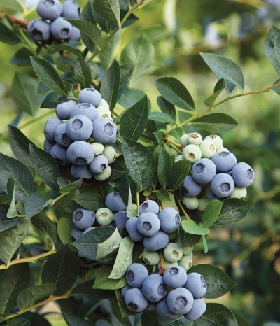 Blueberry Denis Blue