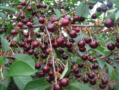 Książę Wonder Cherry