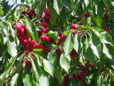 Książę Zabawka
