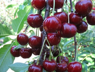 książę pielęgniarka