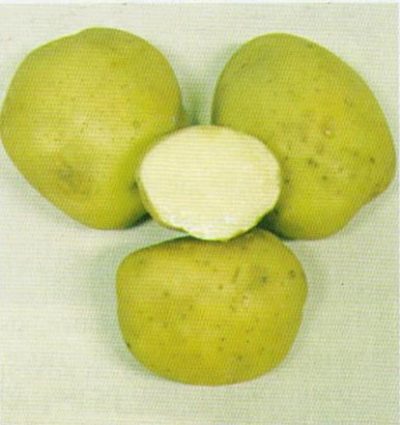 Ziemniaki Elżbieta