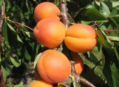 Ulubiona morela