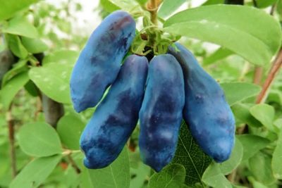 Banan Wiciokrzewu (Niebieski Banan)