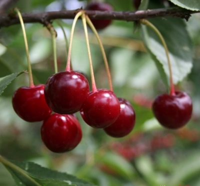 Cherry Griot Moskwa