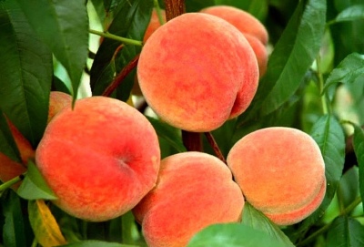 Brzoskwiniowy Harnas