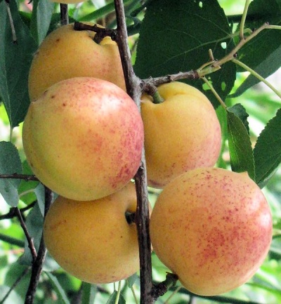 Morela Moskwa