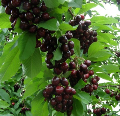 Czereśnia Narodnaya