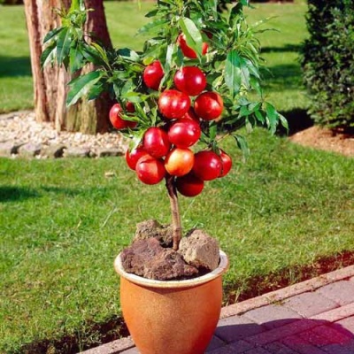 Nektarynka Rubis
