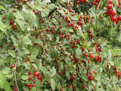 Wiśniowa Iskra