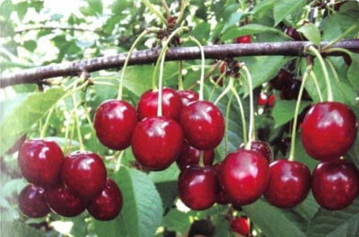 Wiśnia Turgieniewka