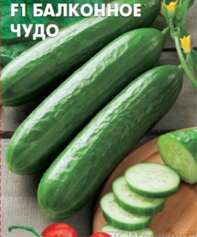 Cud balkonu ogórkowego