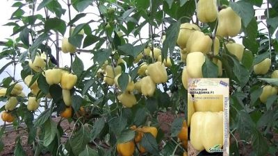 Papryka Belladonna