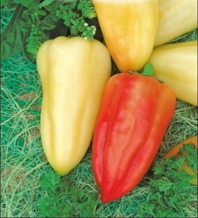 Papryka Belozerka