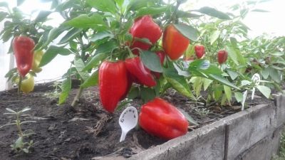 Papryka Bogatyra