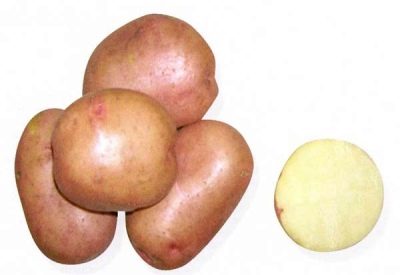Gospodyni Ziemniaczana