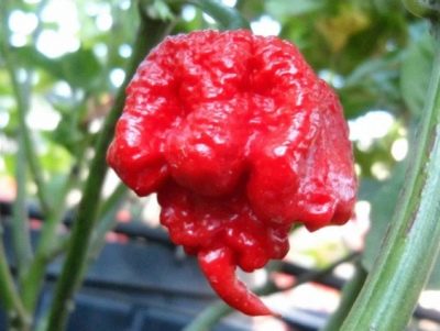 Papryka Karolina Reaper