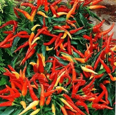 Pieprzowa Meduza
