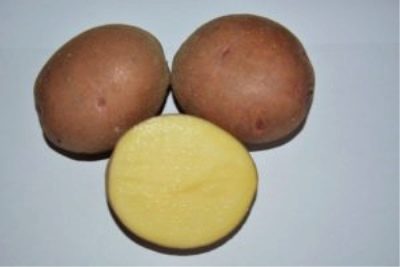 Ziemniak Pershatsvet