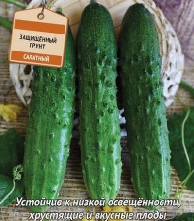 Ogórek pragmatyczny