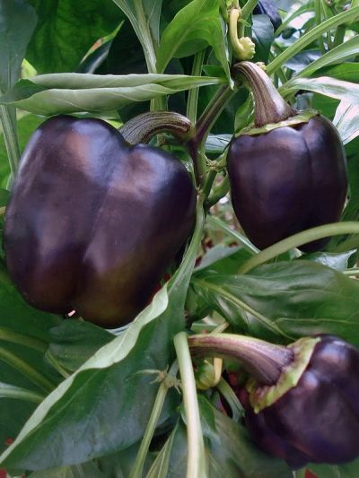 Papryka Fioletowy Dzwon