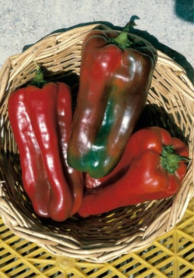 Czerwona papryka Nocera