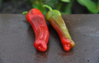 Pieprz rosyjski rozmiar