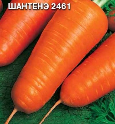Marchewka Szantana 2461