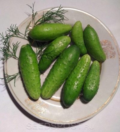 Ogórkowa zamieć