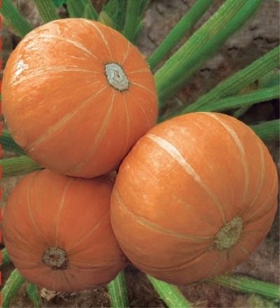 Amazonka dyniowa