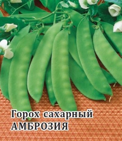 Groch Ambrozja