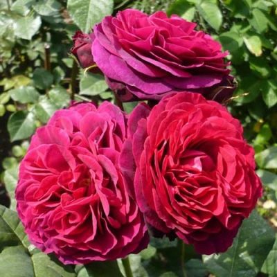 Rose Astrid Graffin von Hardenberg