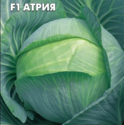 Kapusta Atria