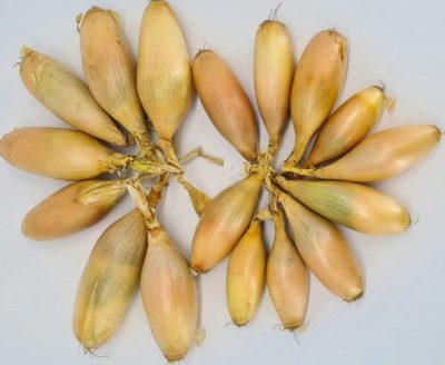 Bananowa cebula olbrzymia