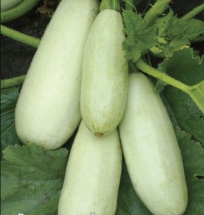 Cukinia Belogor