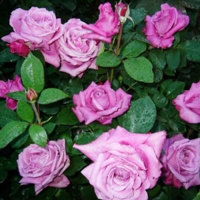 Perfumy różowo-niebieskie