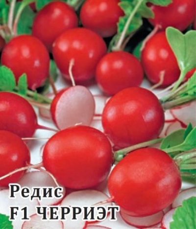 Wiśnia rzodkiewki
