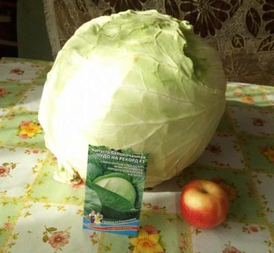 Cud kapusty na rekordzie