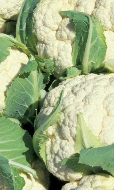 Kalafior Dachnica