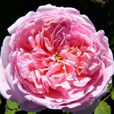 Róża Dame de Chenonceau