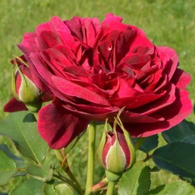 Róża Darcy Bussell